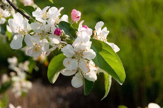 Malus atrosanguinea 'Gorgeous'