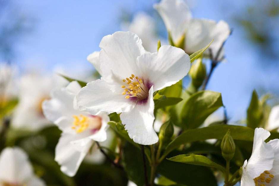 Philadelphus 'Beauclerk'