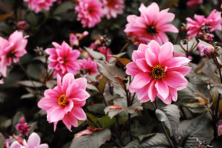 Dahlias are less troubled by rabbits.