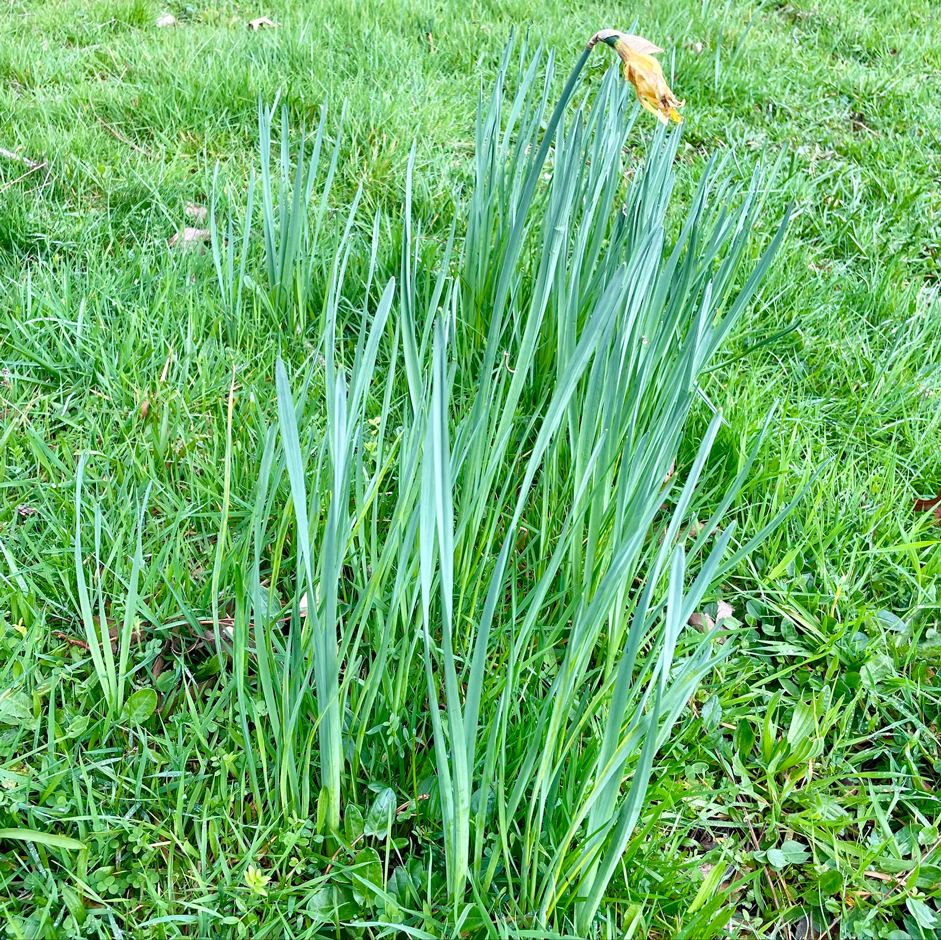 Daffodil blindness