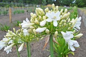 Symptoms of Agapanthus gall midge - low