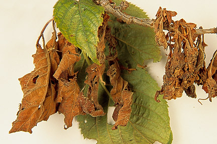 Blossom wilt. Image: RHS/Tim Sandall