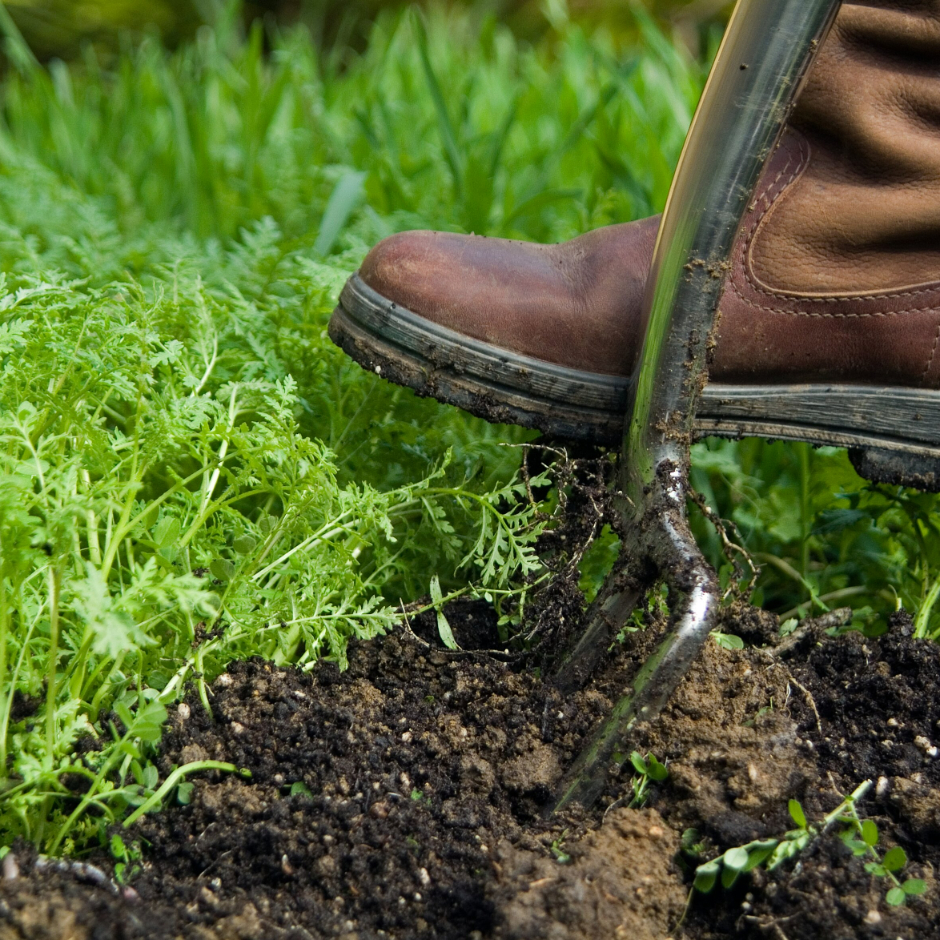 Green manures protect soil, suppress weeds and improve fertility