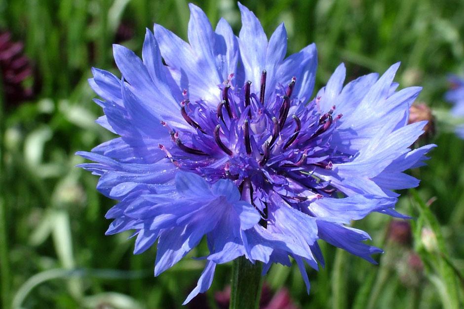 Cornflowers