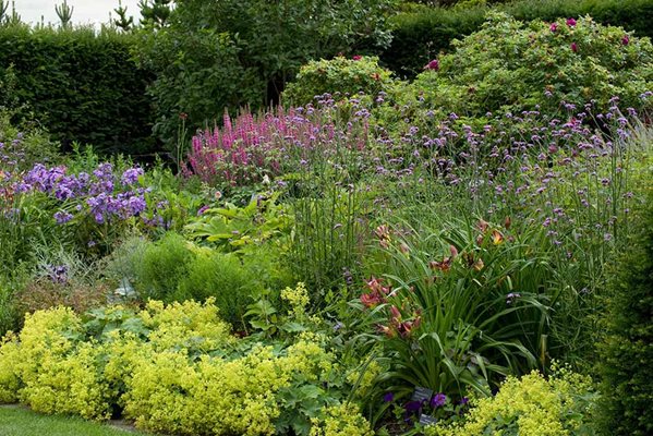 Discover perennials