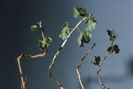 American gooseberry mildew