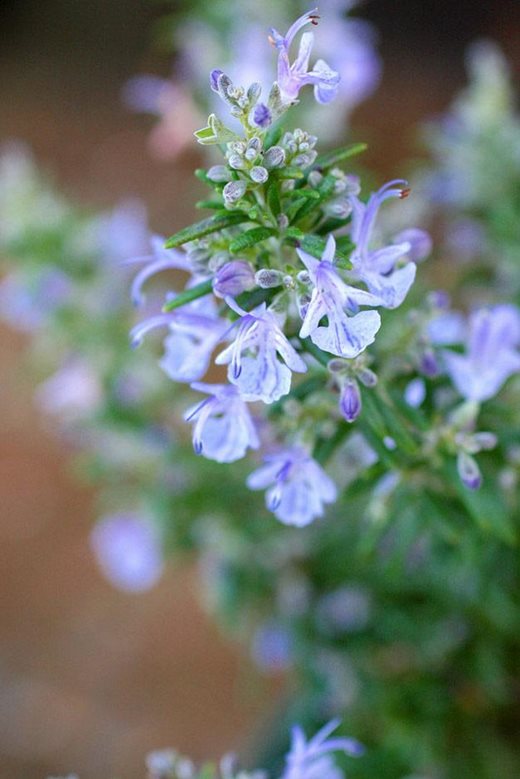 Rosmarinus officinalis