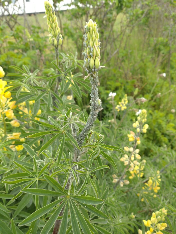 Lupin aphid (<i>Macrosiphum albifrons </i>) 