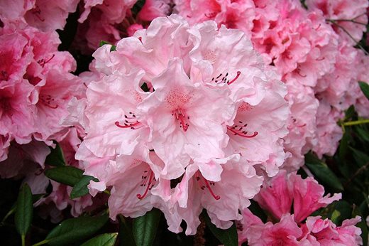 Rhododendron 'Hydon Dawn'