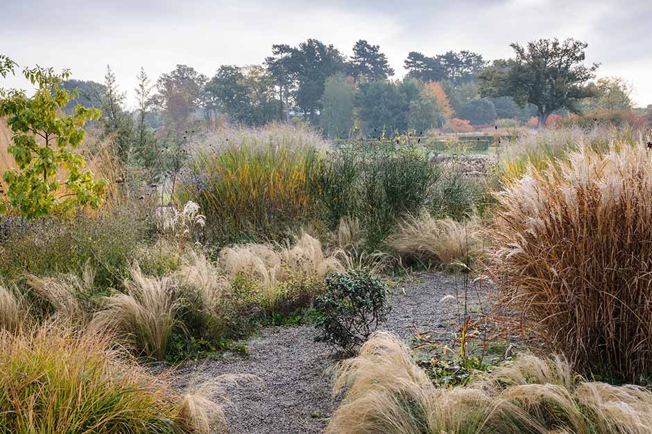 Discover ornamental grasses