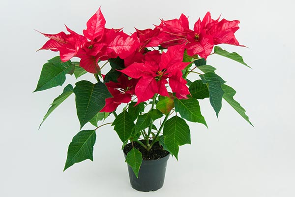 Discover poinsettias