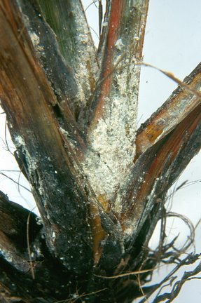 Phormium mealybug