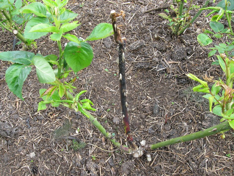 Rose dieback. Image: John Scrace