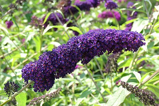 buddleja