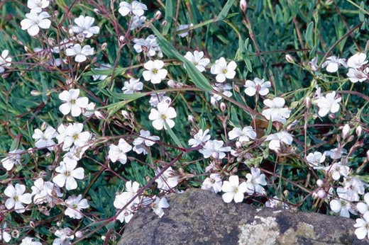 Gypsophila repens