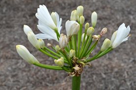 Symptoms of Agapanthus gall midge - medium