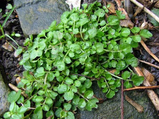 Hairy bittercress