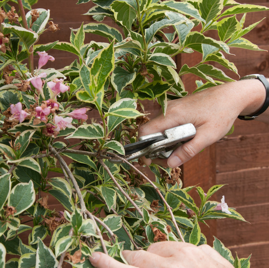 Pruning weigela