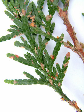 Thuja blight