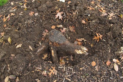 Honey fungus on dead tree stump being removed