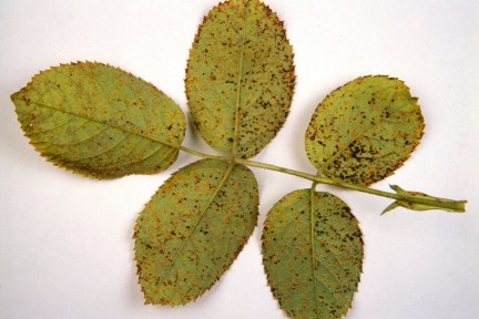 Rose rust