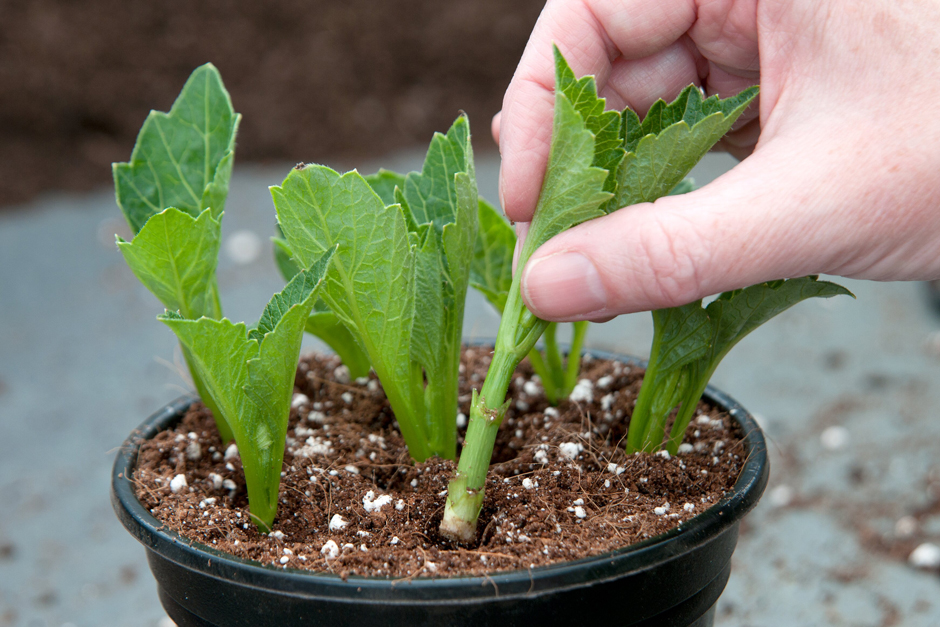 Peat-free dahlia cuttings