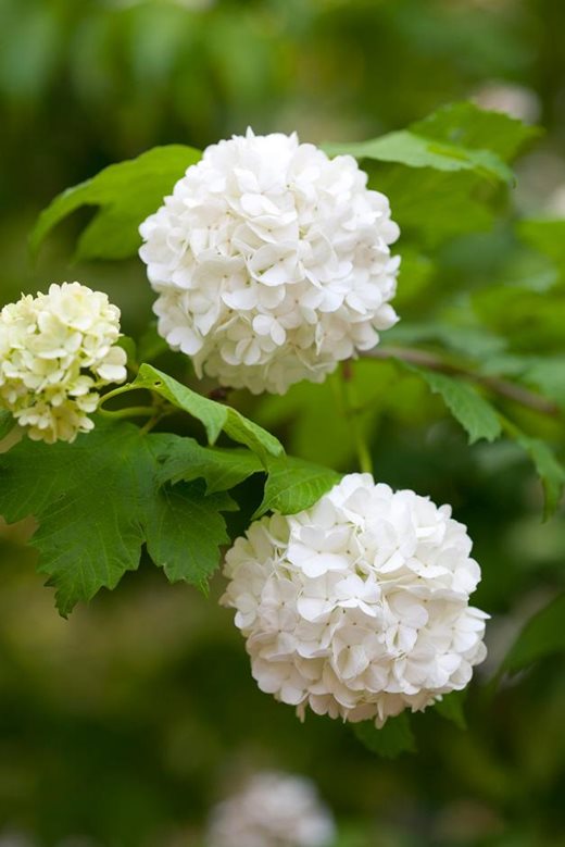 Viburnum-opulus-Roseum