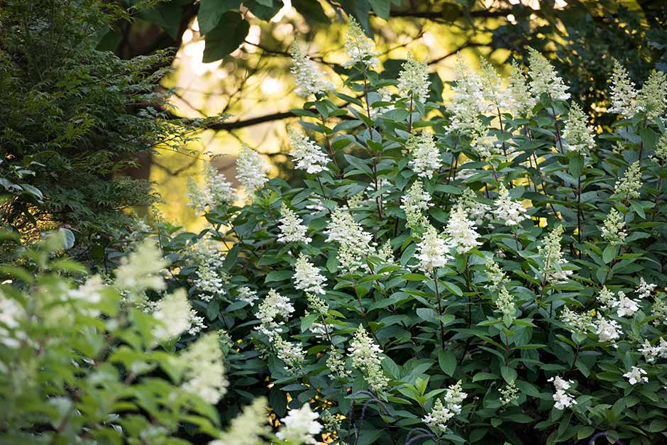 Discover shrubby hydrangeas