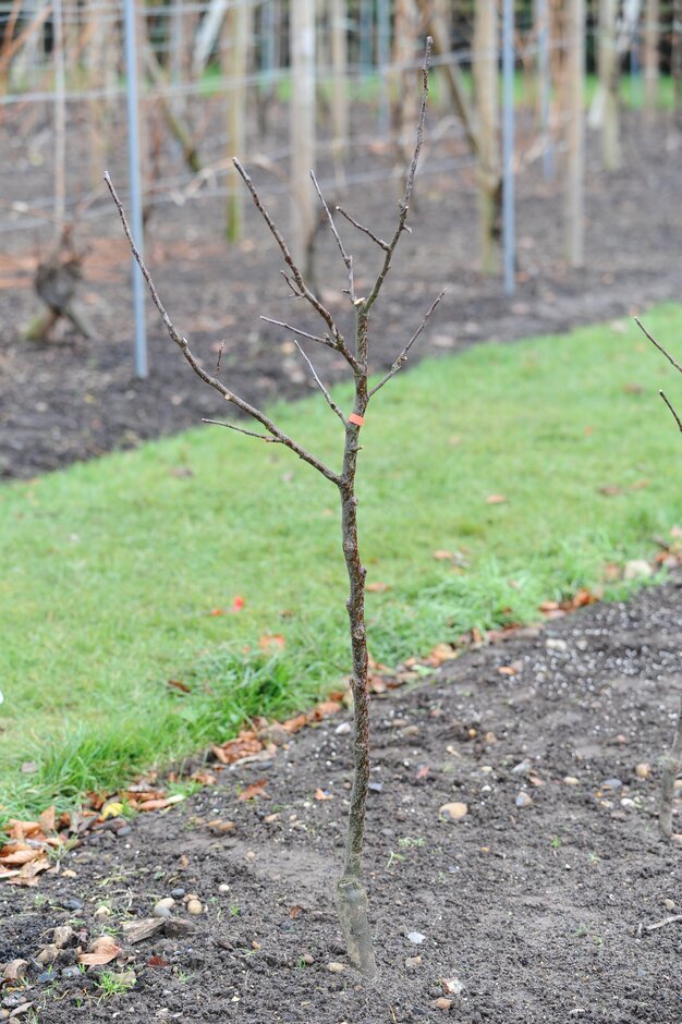 Prune young trees in winter ©RHS\John Trenholm 