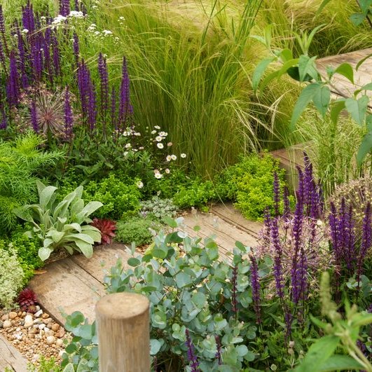 Plants with silvery and hairy foliage can cope better with coastal winds