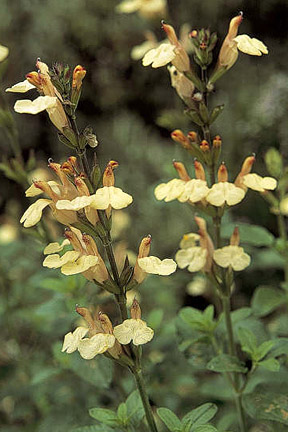 Salvia x jamensis 'La Luna'. Image: RHS/Tim Sandall