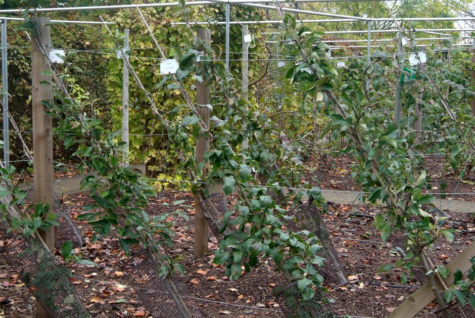 Prune after planting to create the typically narrow cordon form ©Tim Sandall / RHS