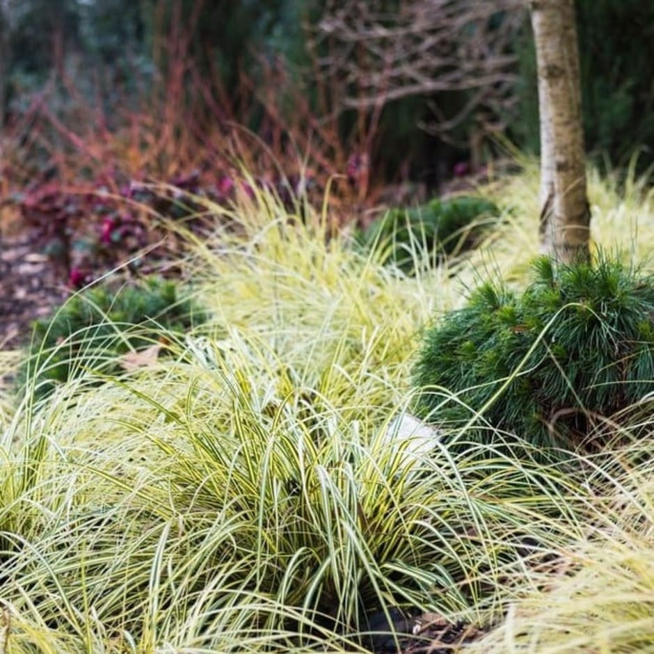 Plants with variegated foliage