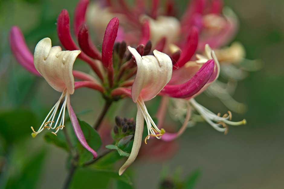 Discover climbing honeysuckle