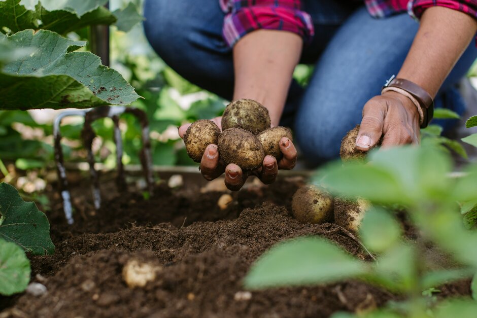 Harvesting potatoes