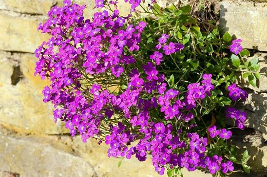 Aubrieta 'Doctor Mules'