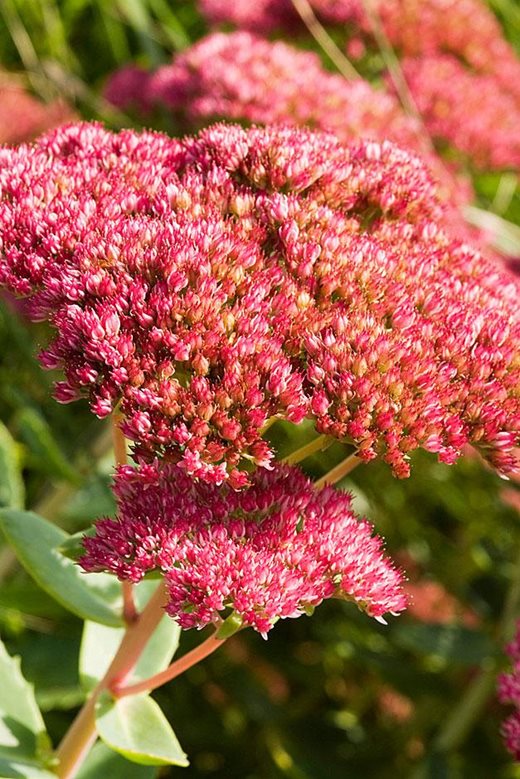 Sedum 'Herbstfreude'