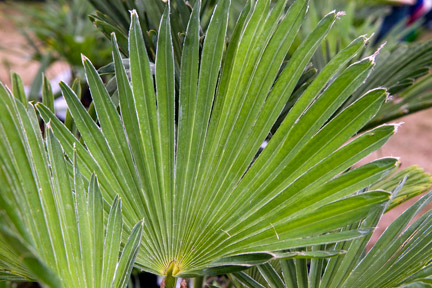 Chamaerops humilis (dwarf fan palm) 