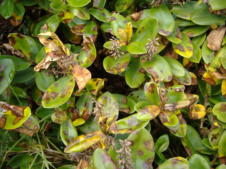 Septoria leaf spot. Image: John Scrace