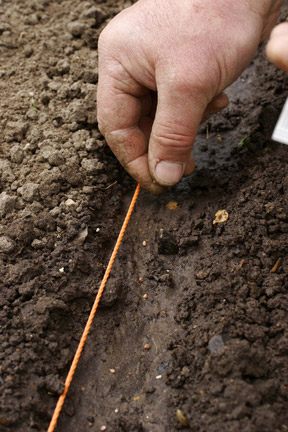 A wide array of veg can be grown from seed in spring and summer