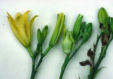 Galled buds on the centre and right flower stems, the left stem has normal buds.