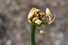 Symptoms of Agapanthus gall midge - severe