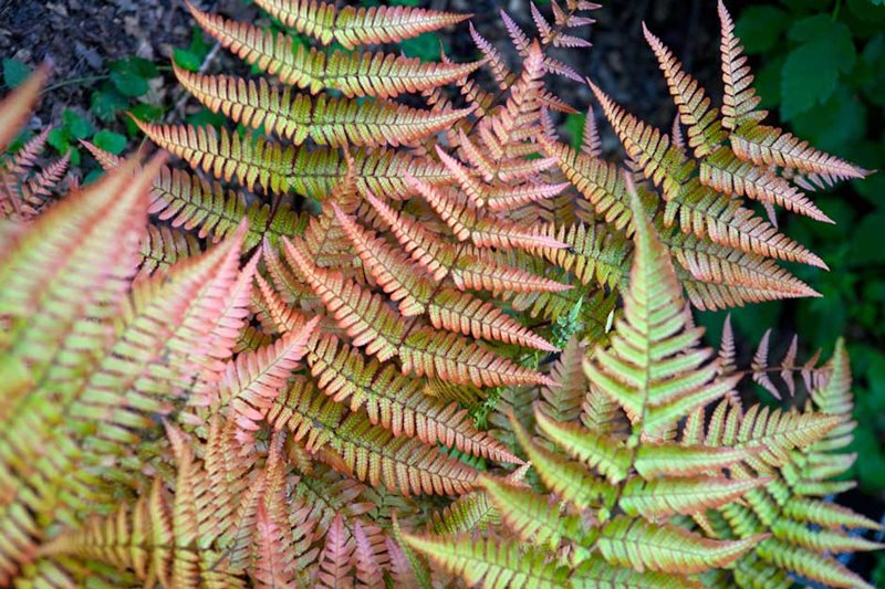 Dryopteris erythrosora 'Brilliance'