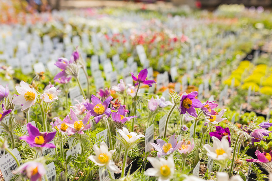 Flowers in the Garden Centre