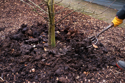 Feeding and mulching fruit trees