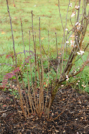 Suckers on sorbus