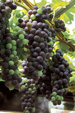 Grapes growing indoors. Image: Simon Garbutt/RHS