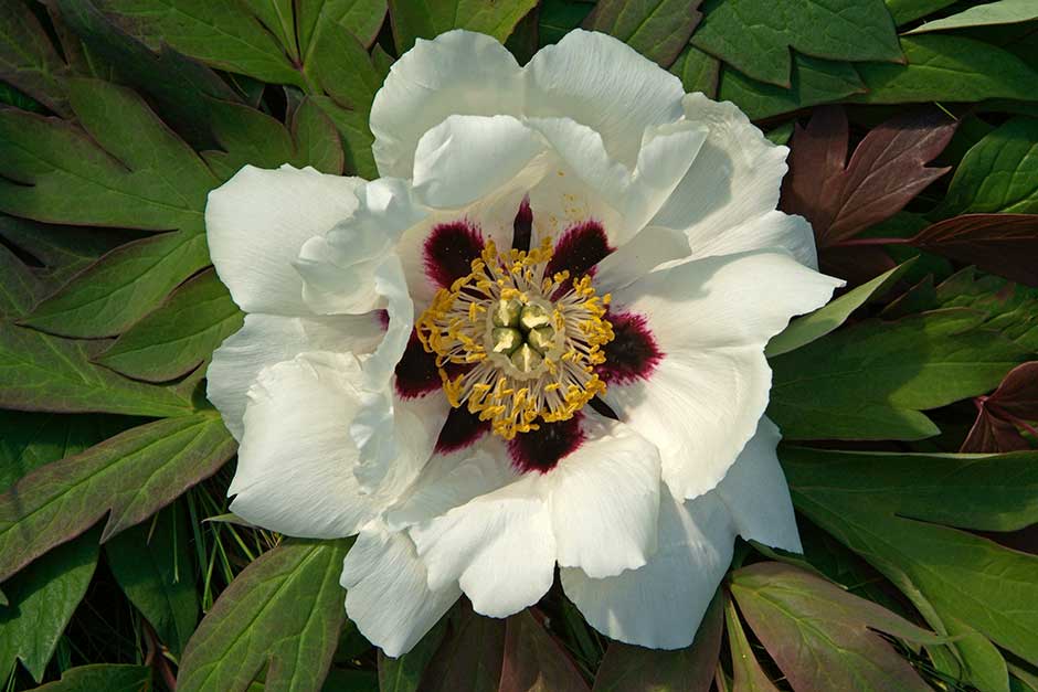 Discover tree peonies