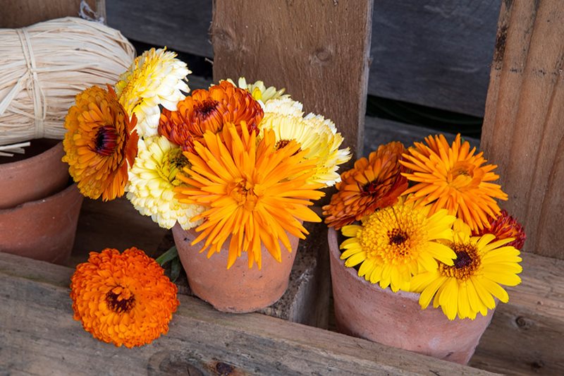 Mixed calendula in a pot