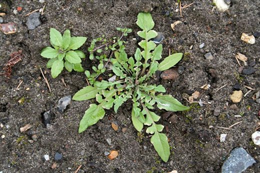 Shepherds purse